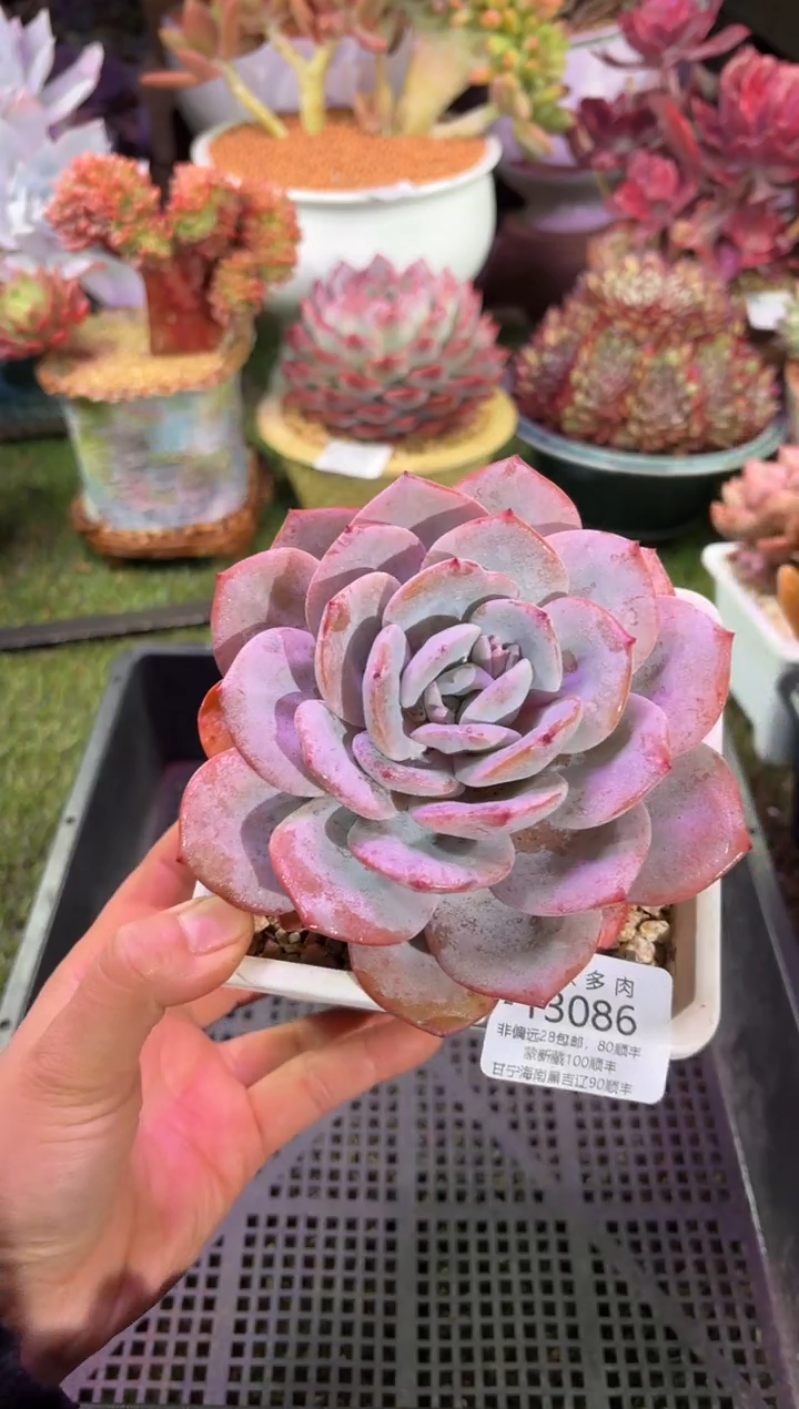 【闪购商品】13086