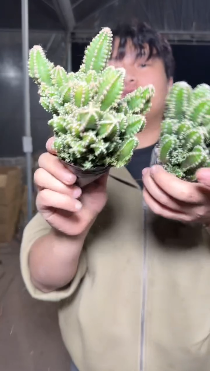 5颗 万重山 群生【带根】