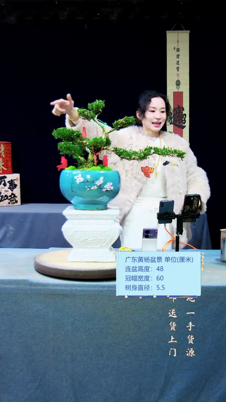 【闪购商品】黄杨盆景黄杨盆景