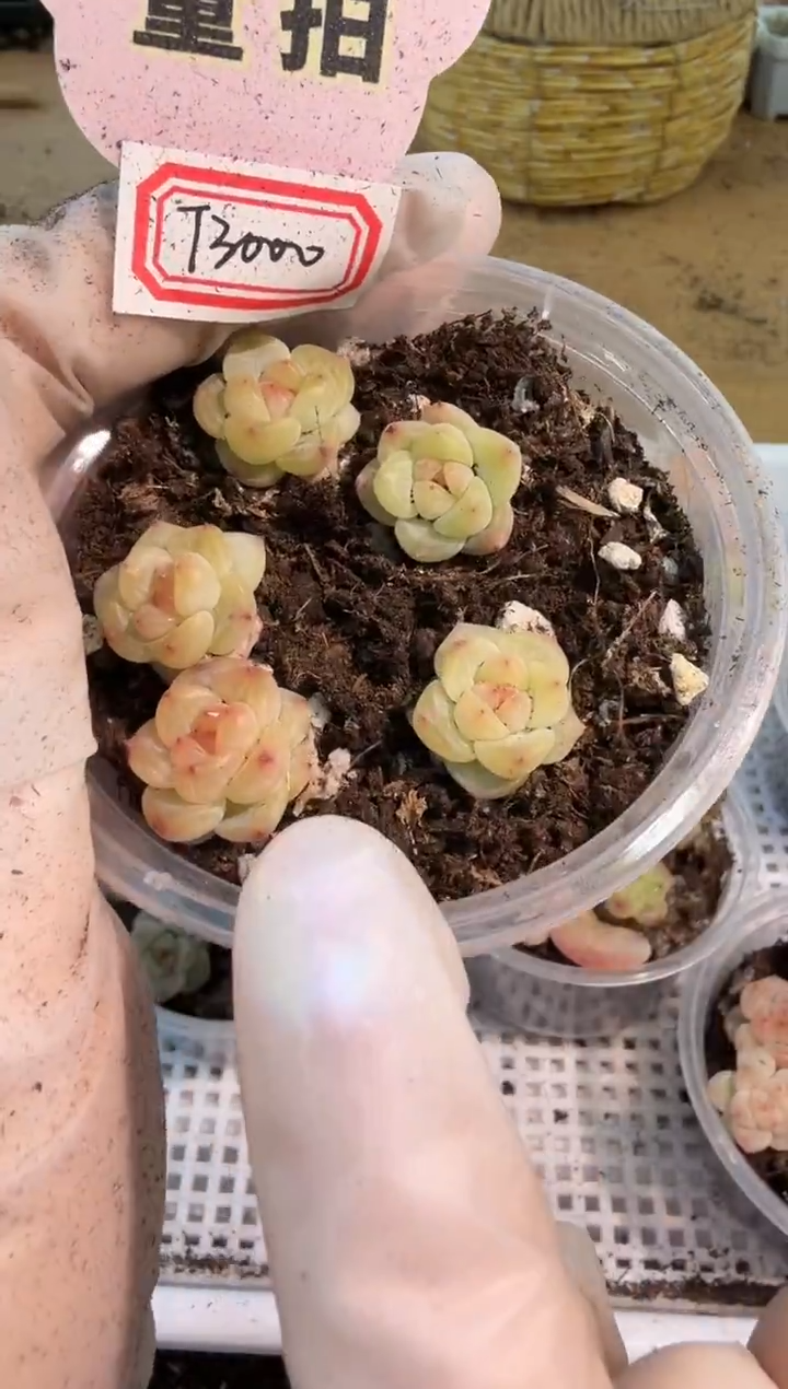 T3000 小圆盒1盒 5颗量拍多肉植物