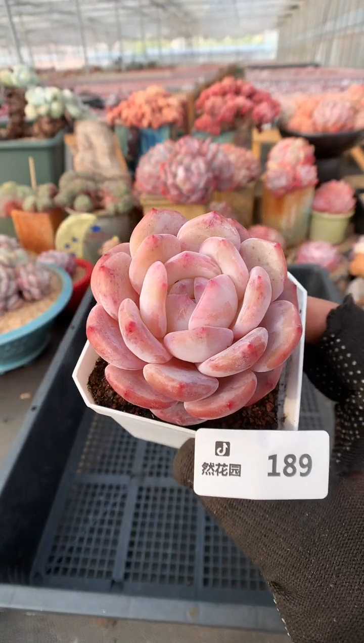 【闪购商品】189星影一物一拍