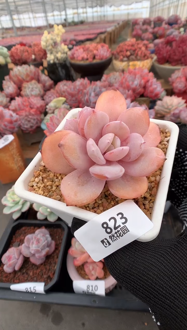 823奶茶多肉植物一物一拍