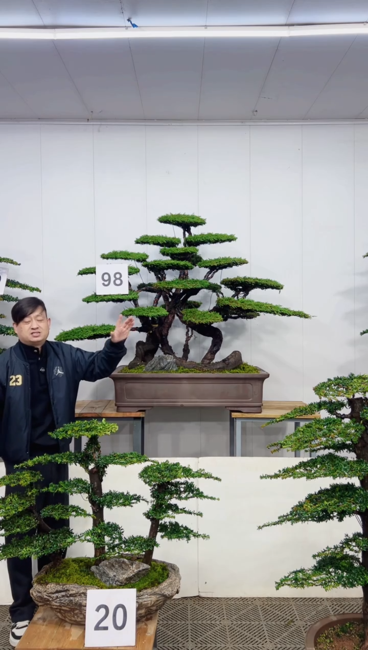 无花朵造型盆景一物一拍