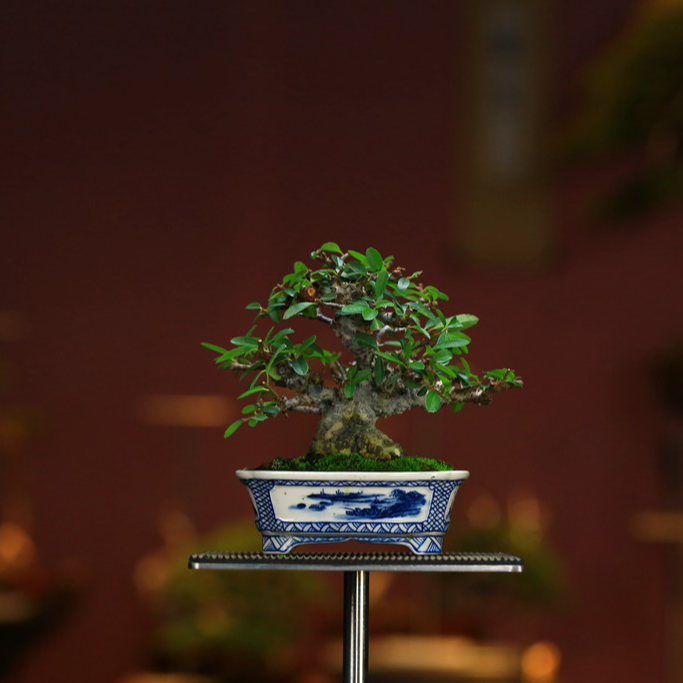 日本进口 盆景盆栽    火棘 