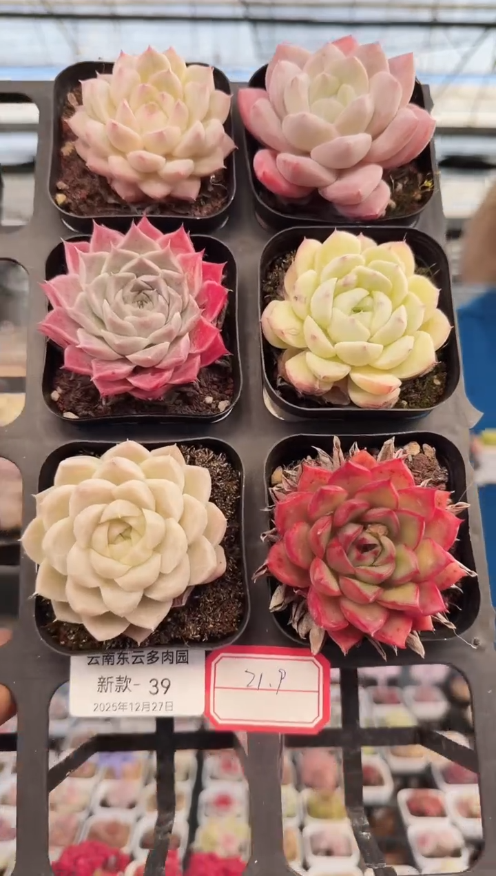 东云多肉园新款-39