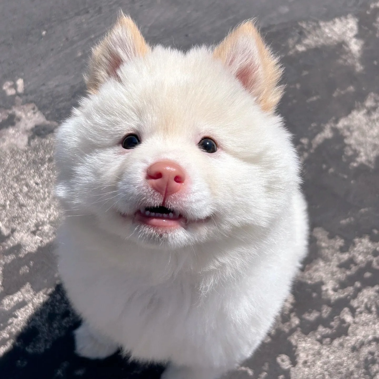 【  肖肖（玉林田园犬）】田园犬（一物一拍）家庭宠物狗狗幼犬