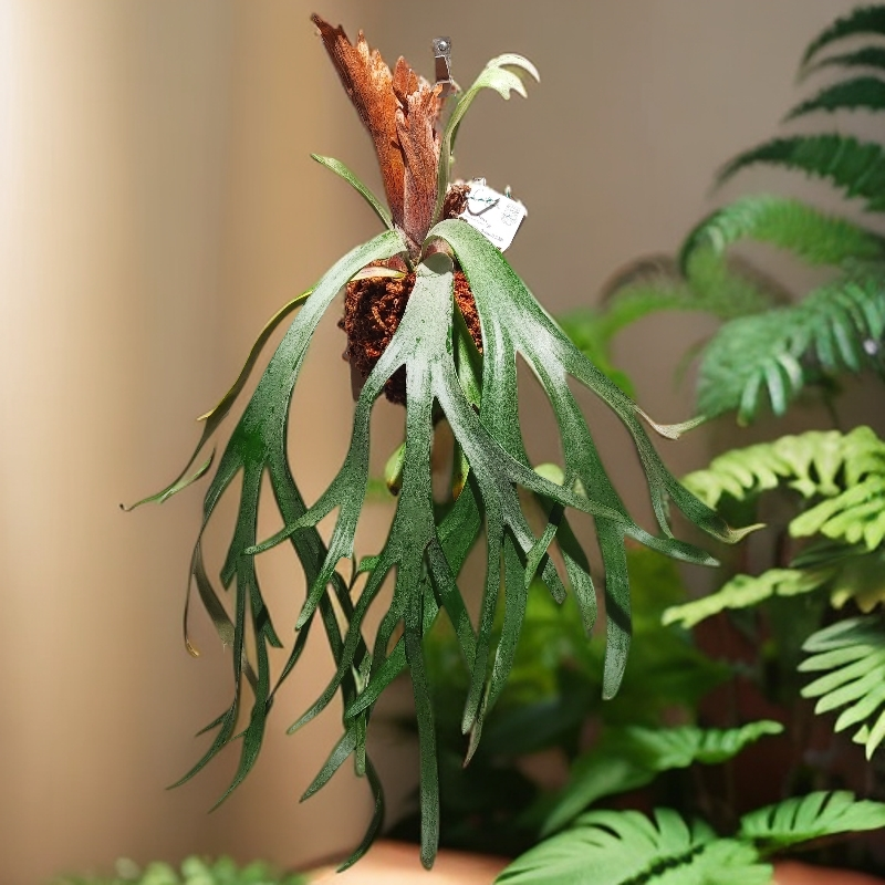 直播间鹿角蕨 专拍通道