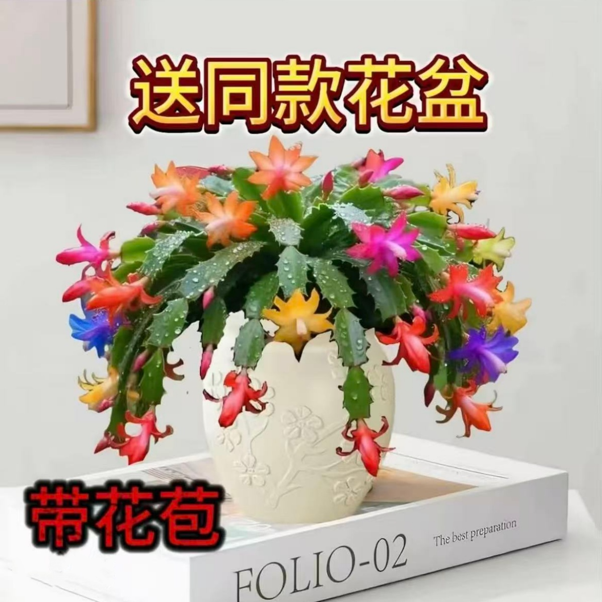 带花苞多色蟹爪兰盆栽室内阳台四季开花好养花卉