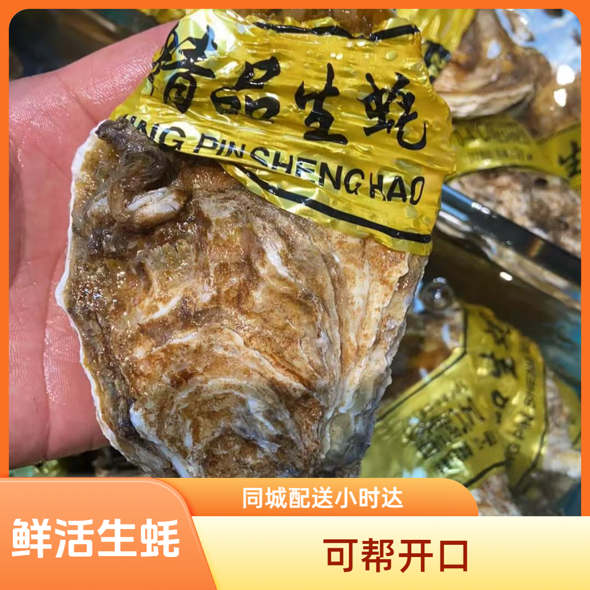 鲜活5+生蚝10只可帮开口