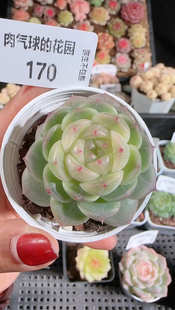 1209-170冰心13多肉群生不包整