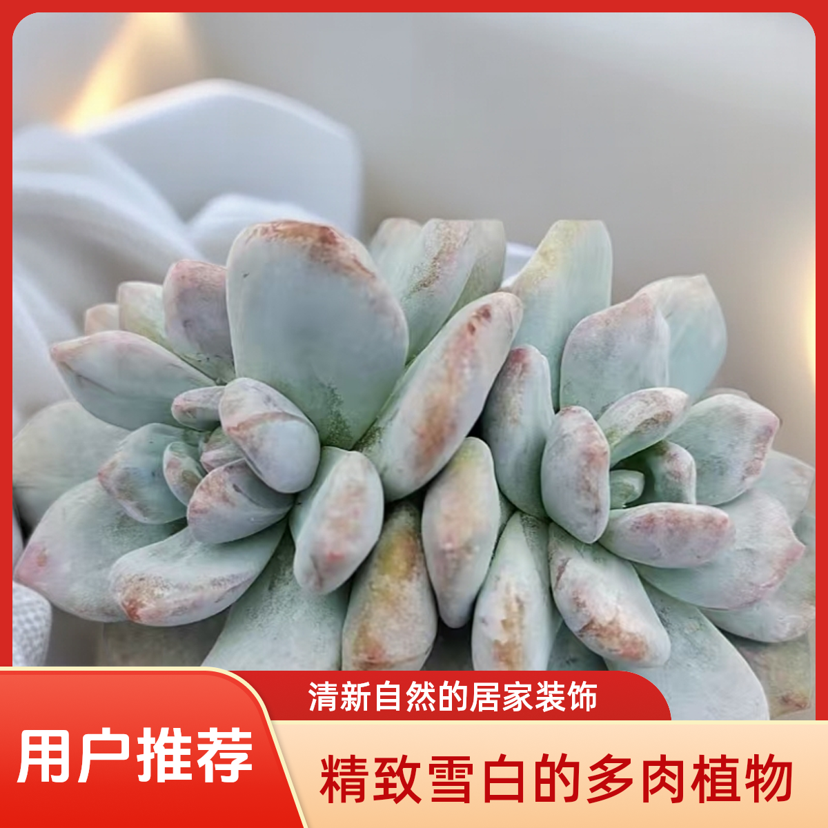橙梦露石化多肉植物盆栽品种好养适合办公室阳台