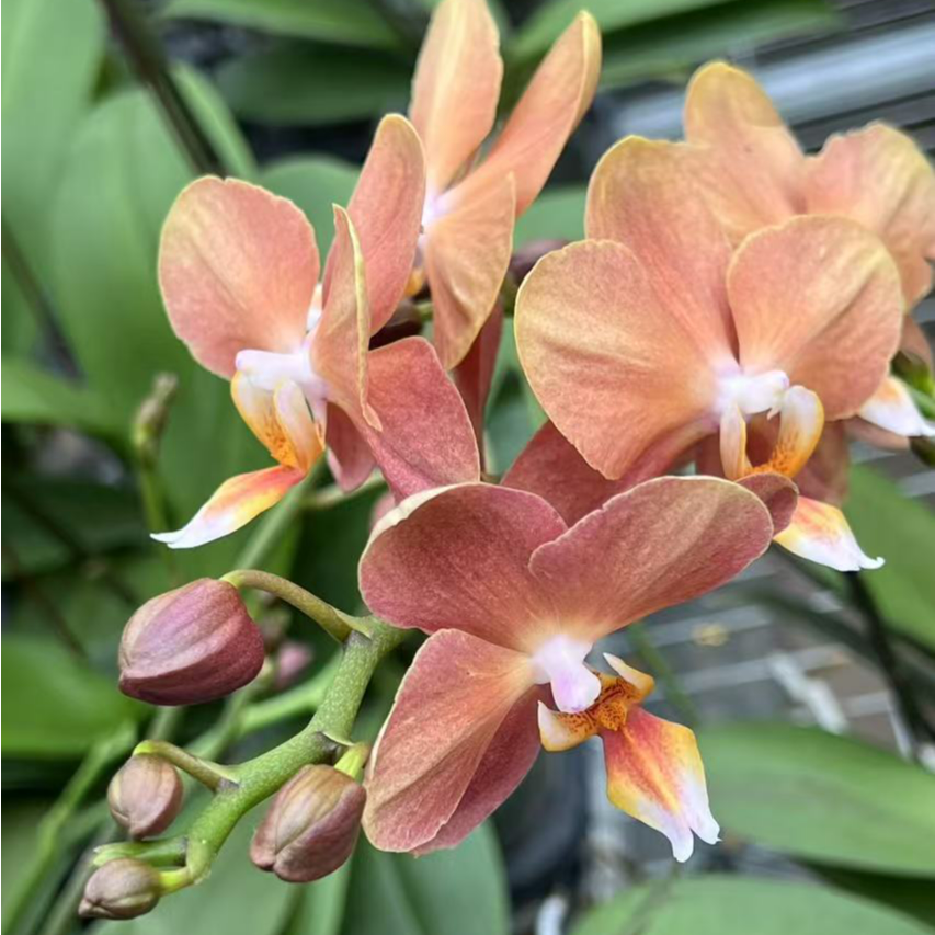 【摩纳哥蝴蝶兰】复古色系变色蝴蝶兰带花发货蜡质花期长基地直发