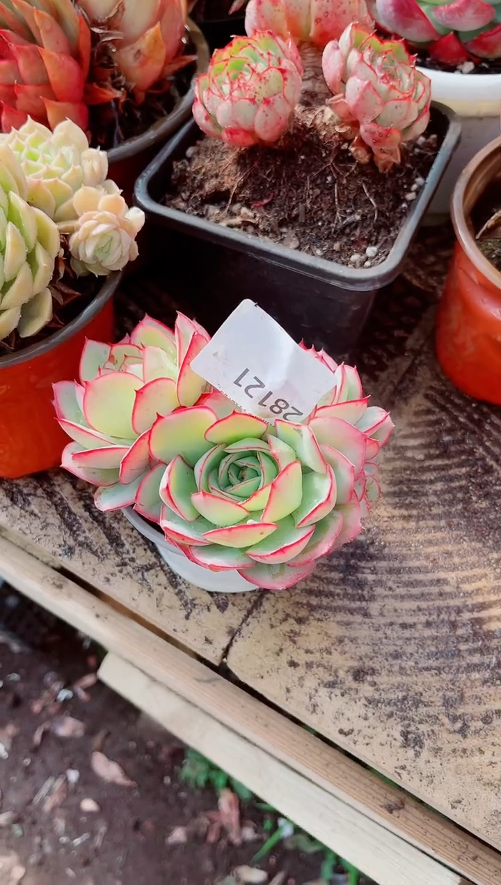 星*跃跃精品多肉28121