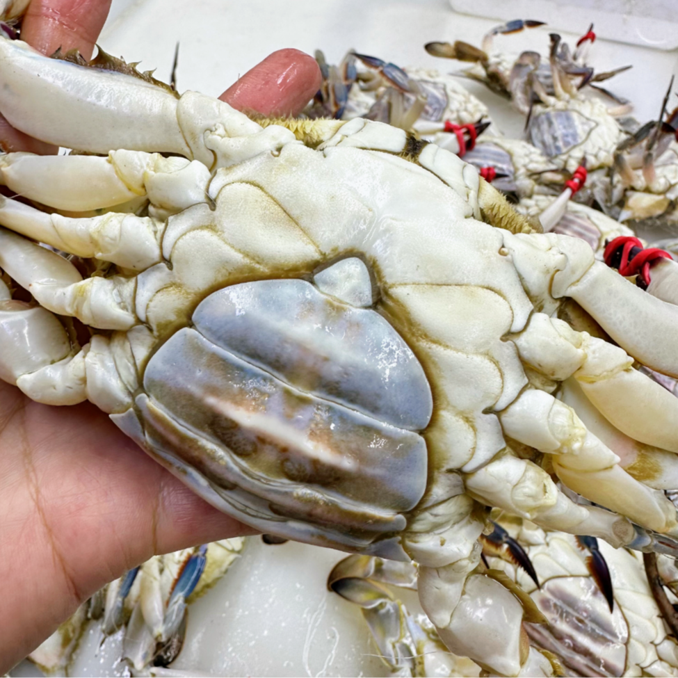 D吃肉母 两小时内售后4斤起【仅限沈阳市三环内发】【保鲜不保活】一只2-3两左右