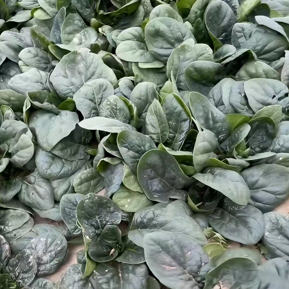 崇明本地趴地红根小菠菜矮菠菜矮脚当季新鲜现摘现发农家嫩菠菜