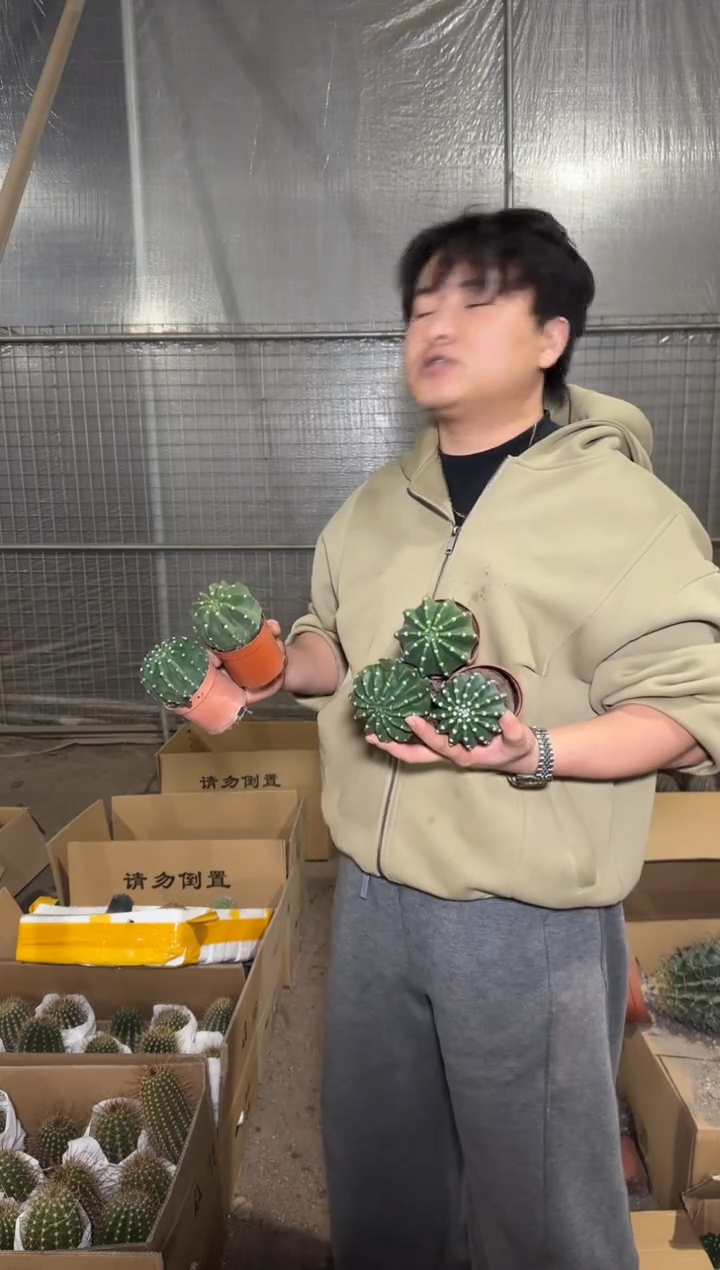 5颗 实生根 短毛丸 4-6cm