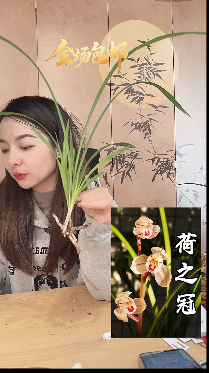 当前无花栽培后可以开花：荷之冠
