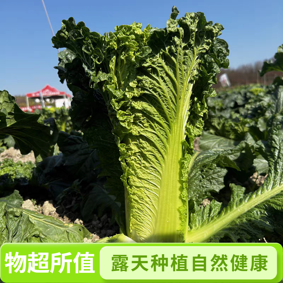 现砍现发贵州高山露天自然生长青口白白菜青麻叶甜脆新鲜绿色蔬菜