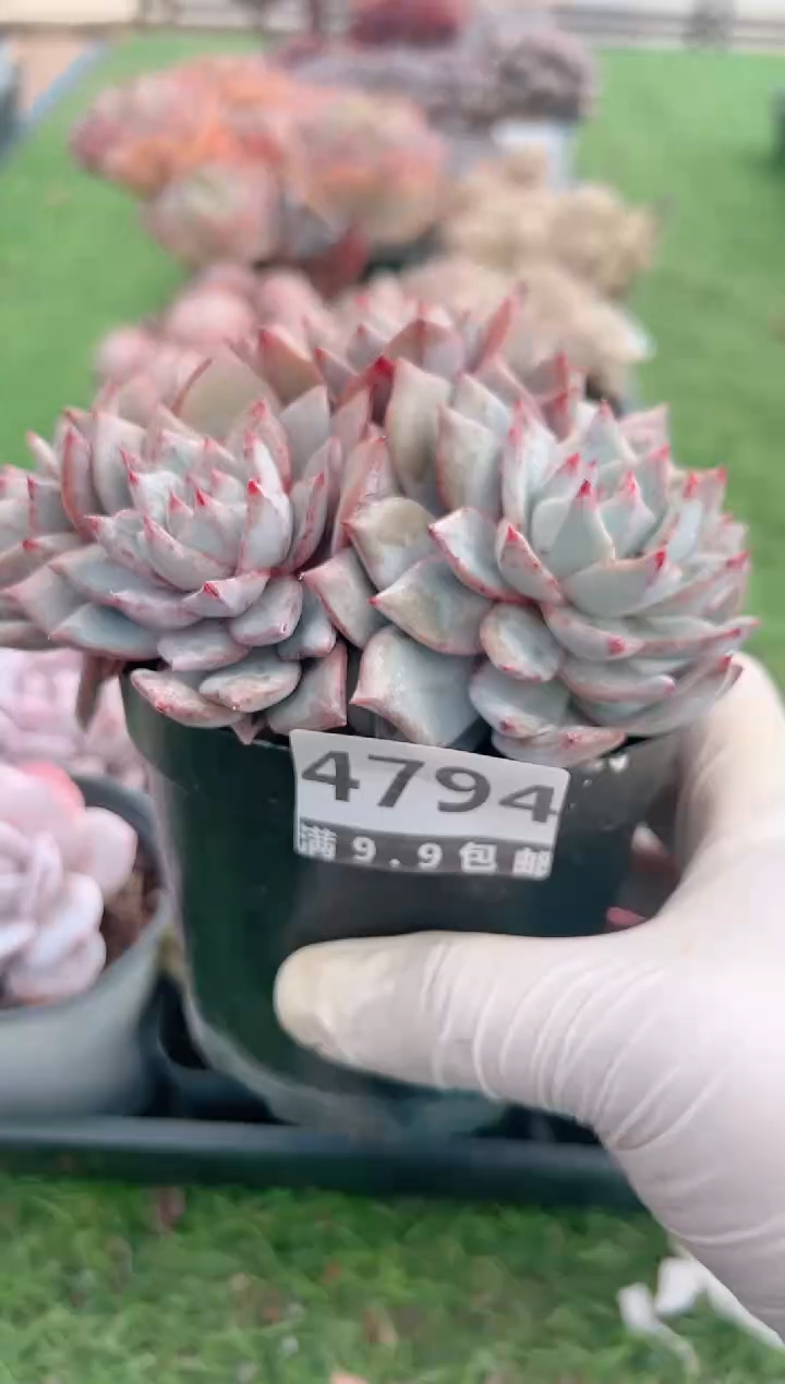 【闪购商品】信福多肉一物一拍