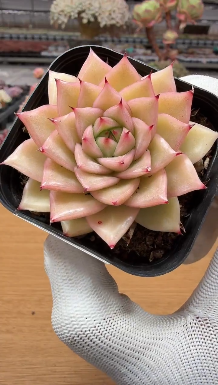 东云多肉园二店-198