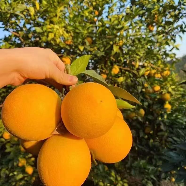 江西赣州正宗赣南脐橙当季新鲜甜橙子产地直发