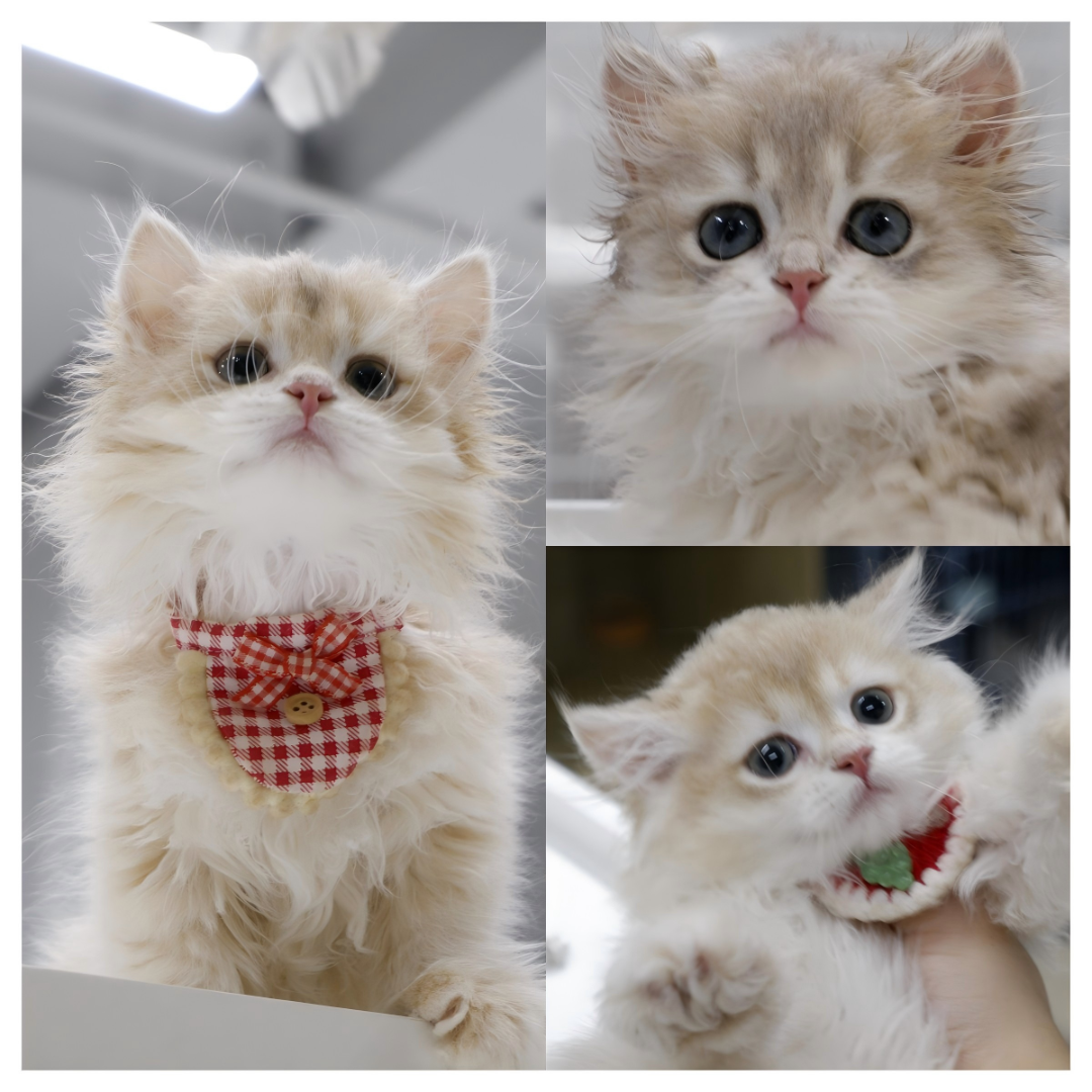 【全品类猫咪】布偶金渐层蓝金缅因曼基康拿破仑等宠物猫活体