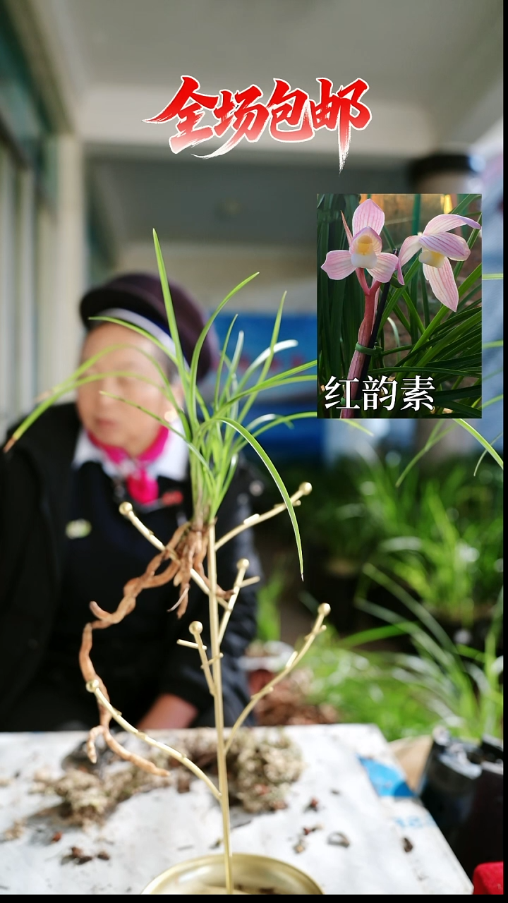 当前无花栽培后可以开花红韵素