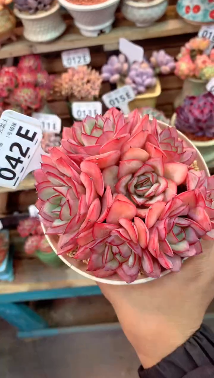 042E（一物一拍，精品多肉，w所见即所得 