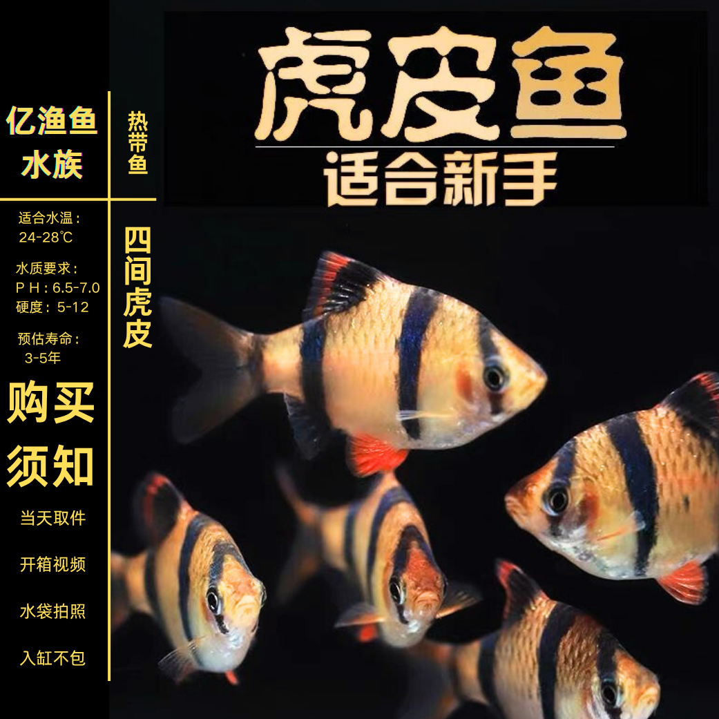 虎皮鱼热带鱼闯缸鱼四间虎皮鱼观赏鱼小型活体群游