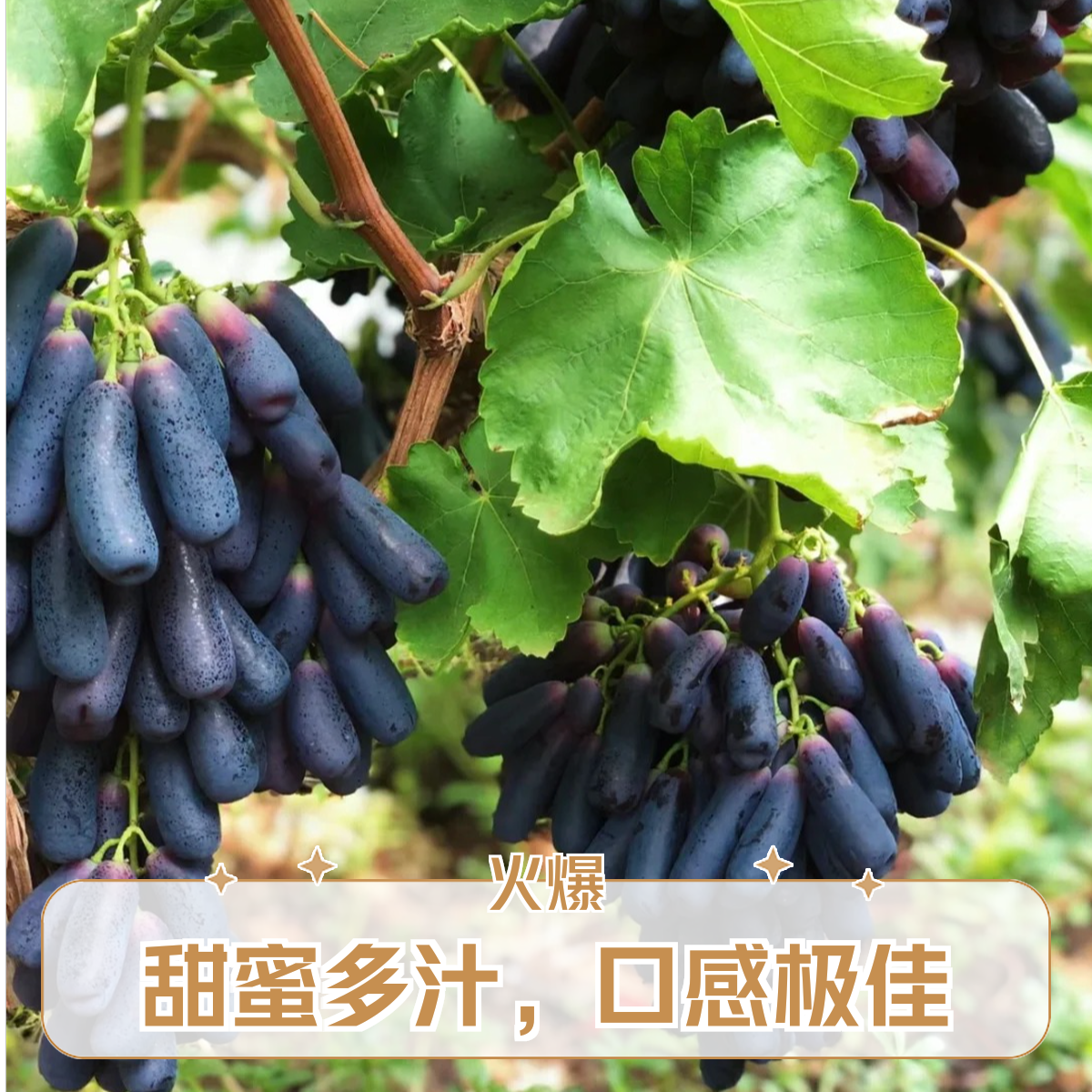 美人指葡萄，皮嫩无籽，口感爽甜清脆多汁2斤新鲜葡萄同城送云南省