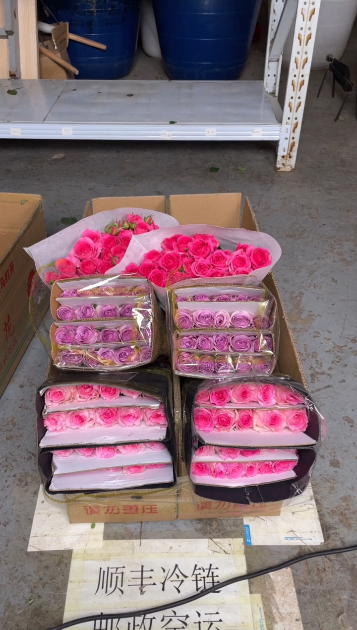 佛洛依德20枝+苏菲10枝