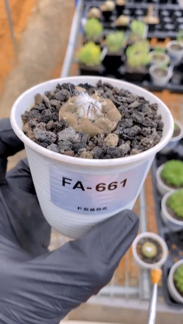 【闪购商品】冬云FA-661