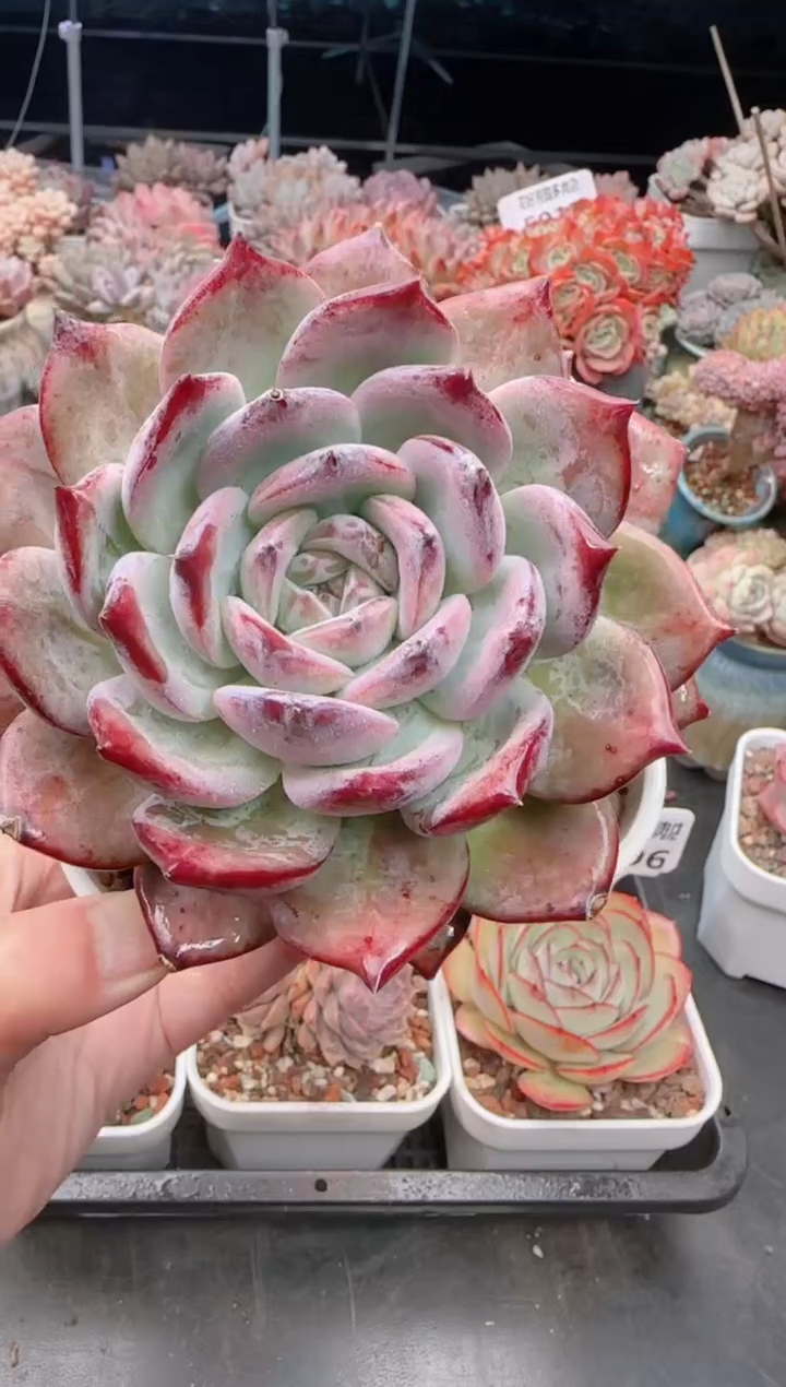 【闪购商品】5410.