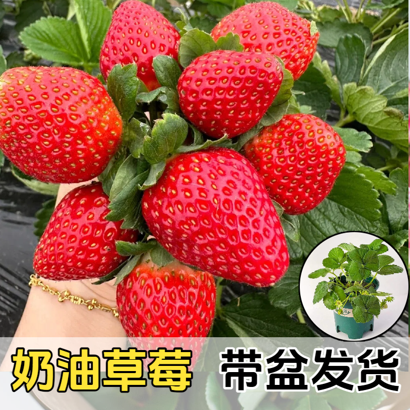 （新苗）奶油草莓苗盆栽地载阳台种植奶油草莓秧苗子当年结果苗杯苗