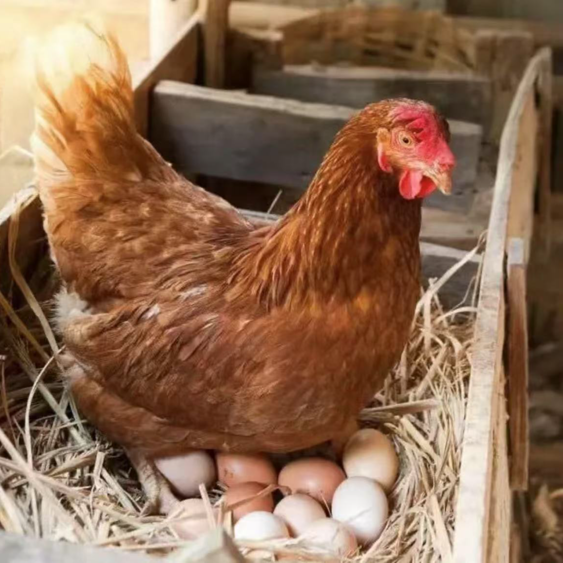 海兰褐蛋鸡王味道鲜美产蛋王