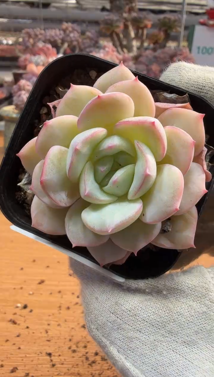 东云多肉园三店-43