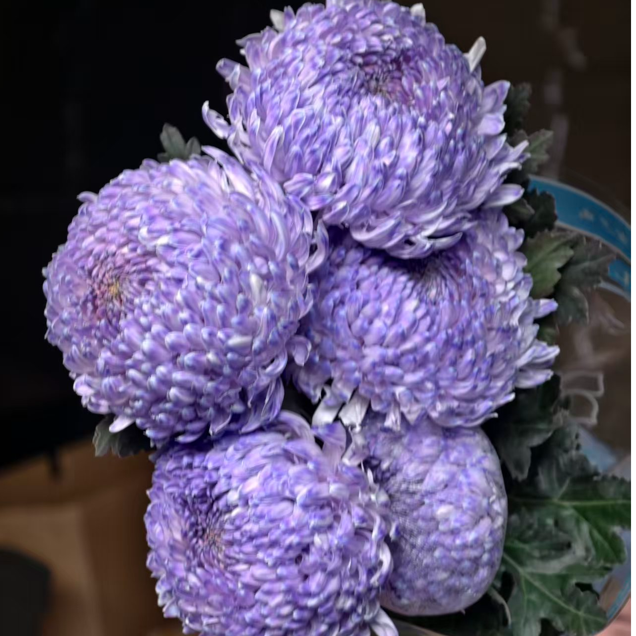 A级稀有大花梦幻紫牡丹菊5支 