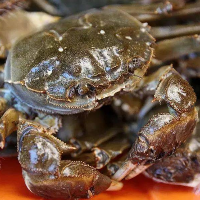 【活蟹】黄河口河蟹母蟹2斤单只1.8-1.9两顺丰包邮鲜活