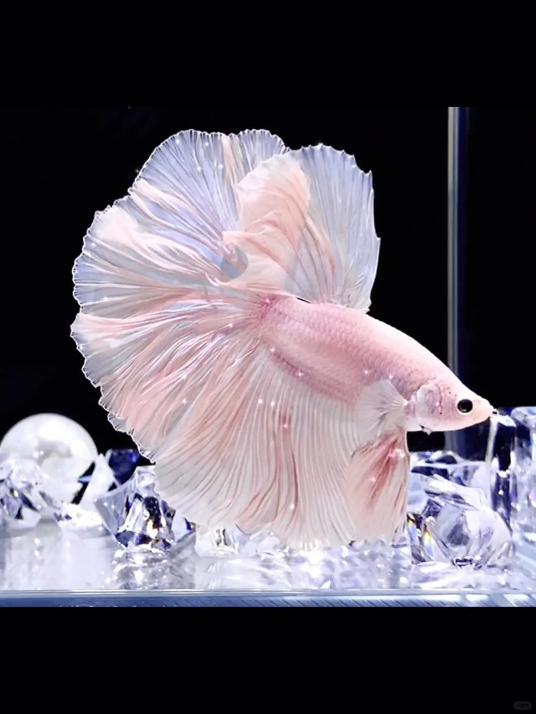 A3(49-72)泰国斗鱼精品观赏鱼（直播间挑鱼为准)