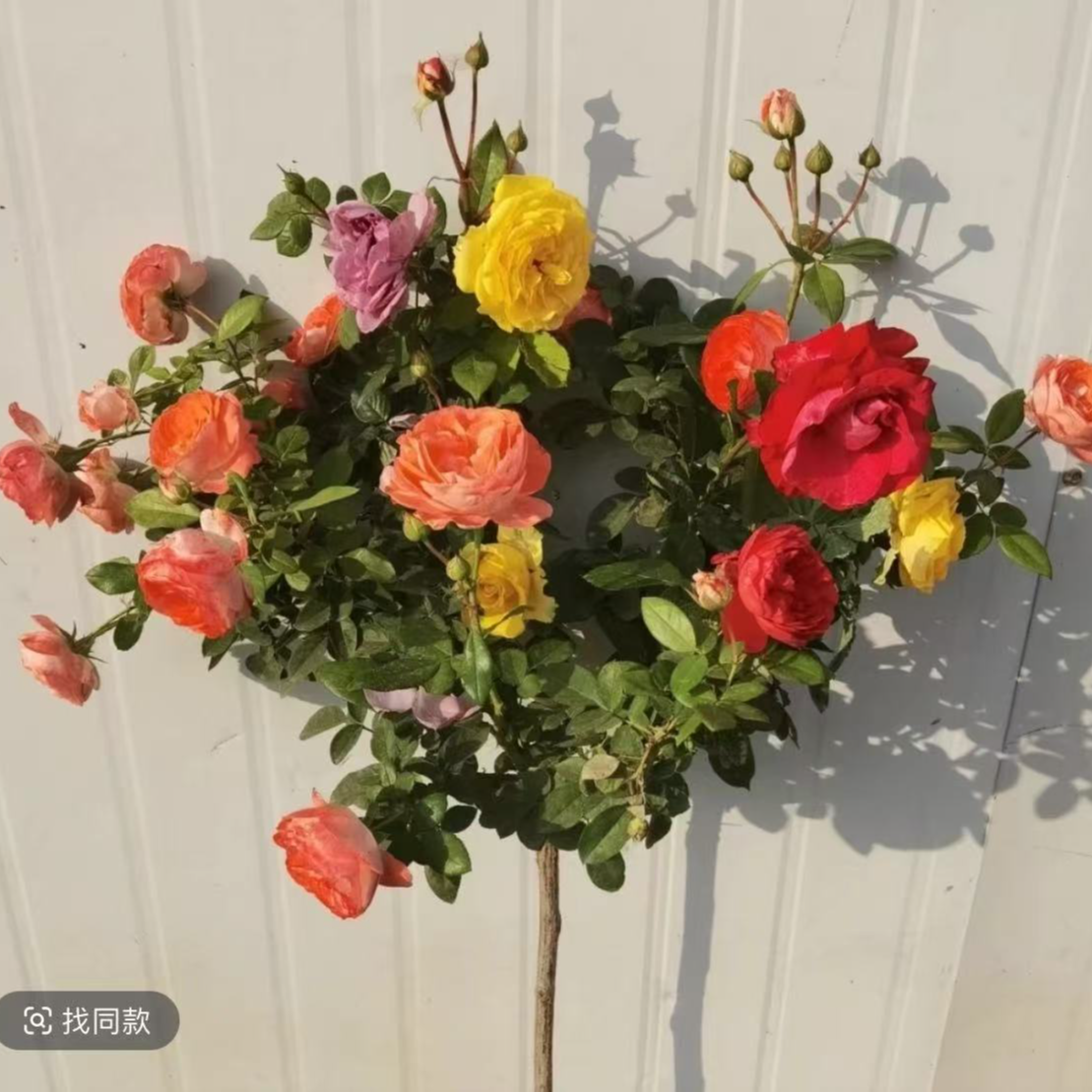 【嫁接月季】大花浓香型带花带花苞发货地栽盆栽