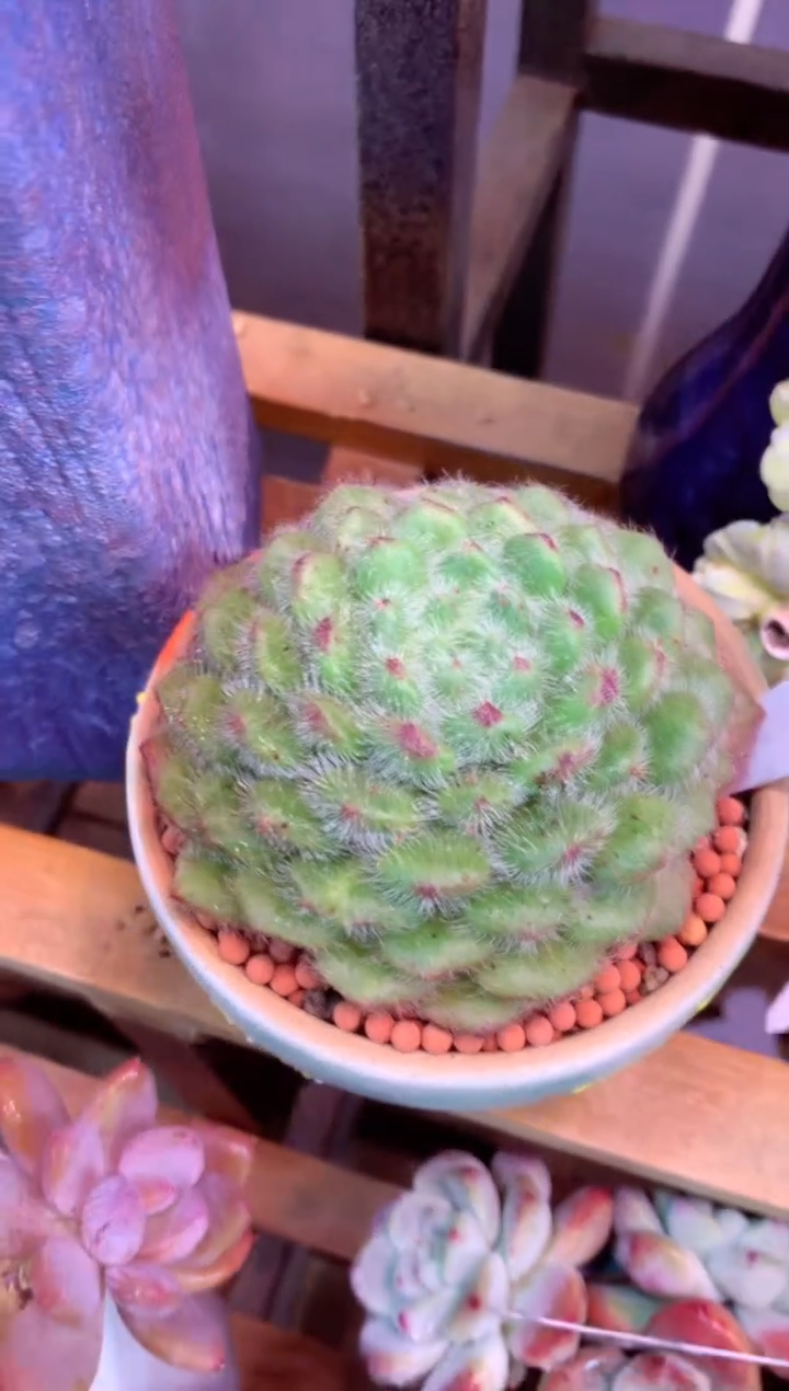 331G（一物一拍，精品多肉，w所见即所得 ）