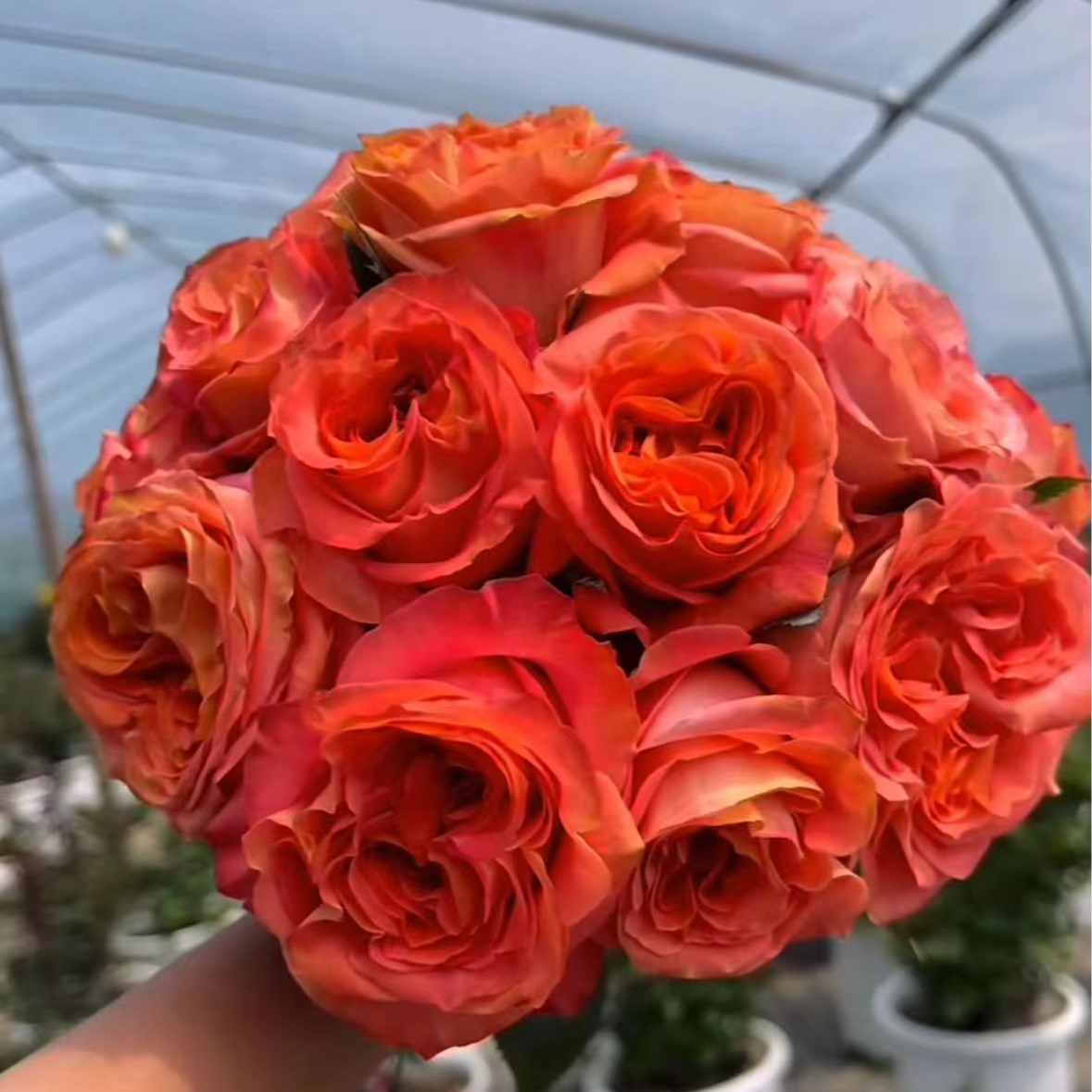 狂野精灵中苗   四季灌木月季