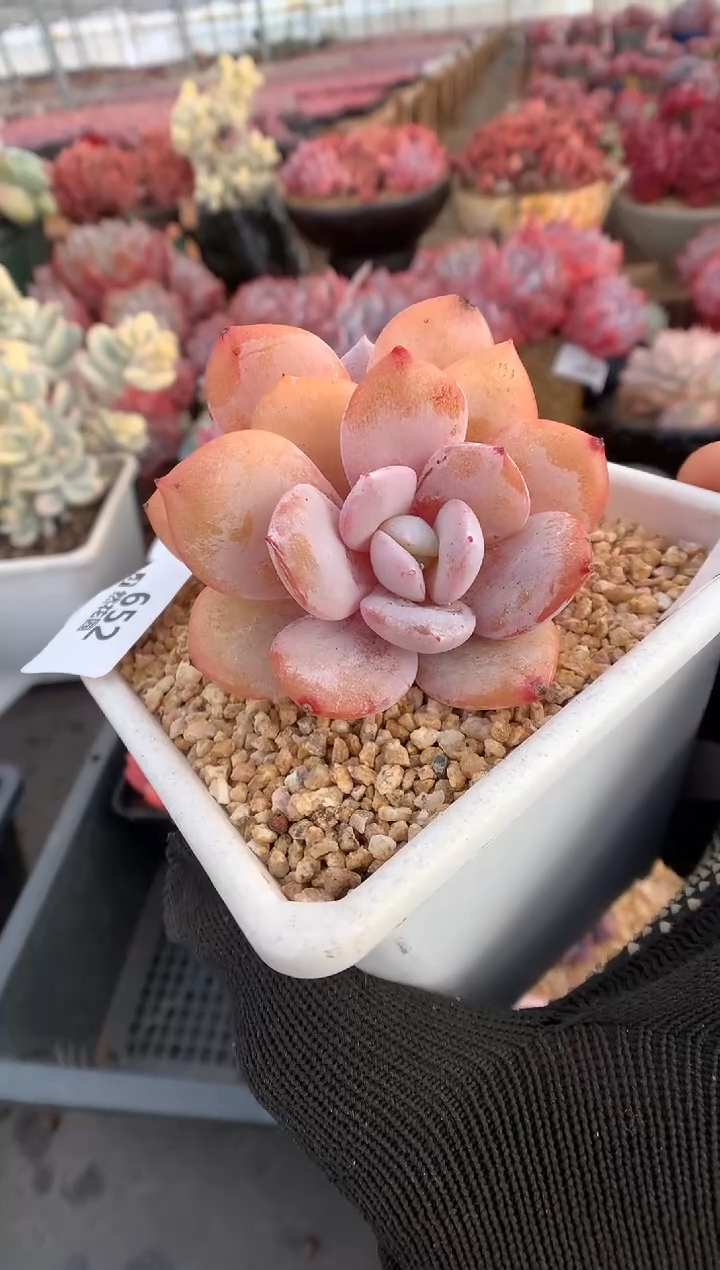 652奶茶一物一拍多肉植物