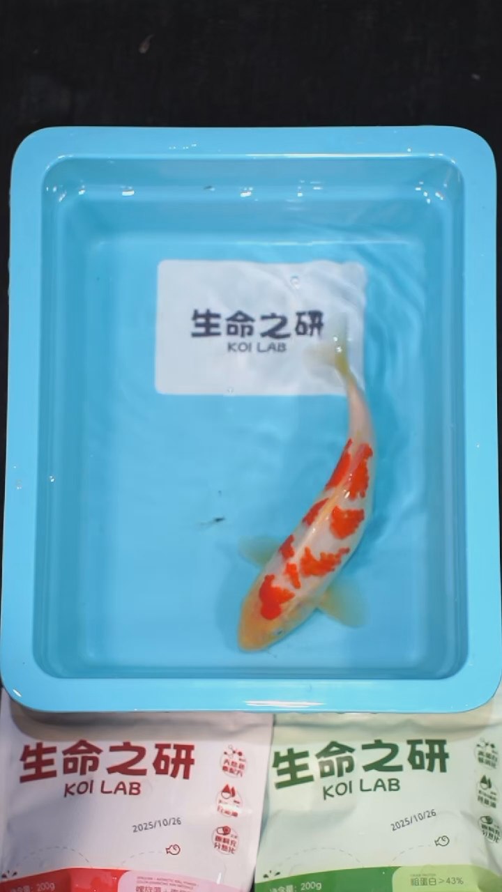 锦鲤血统大正锦鲤红白锦鲤丹顶红白丹顶三色锦鲤