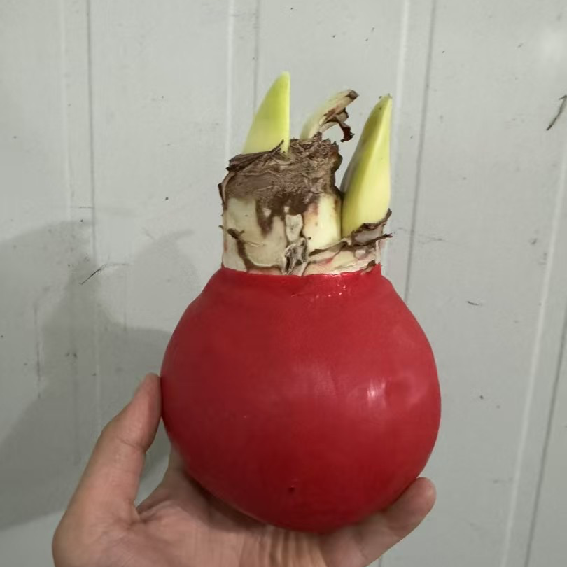 朱顶红红郡主蜡封球单瓣红花