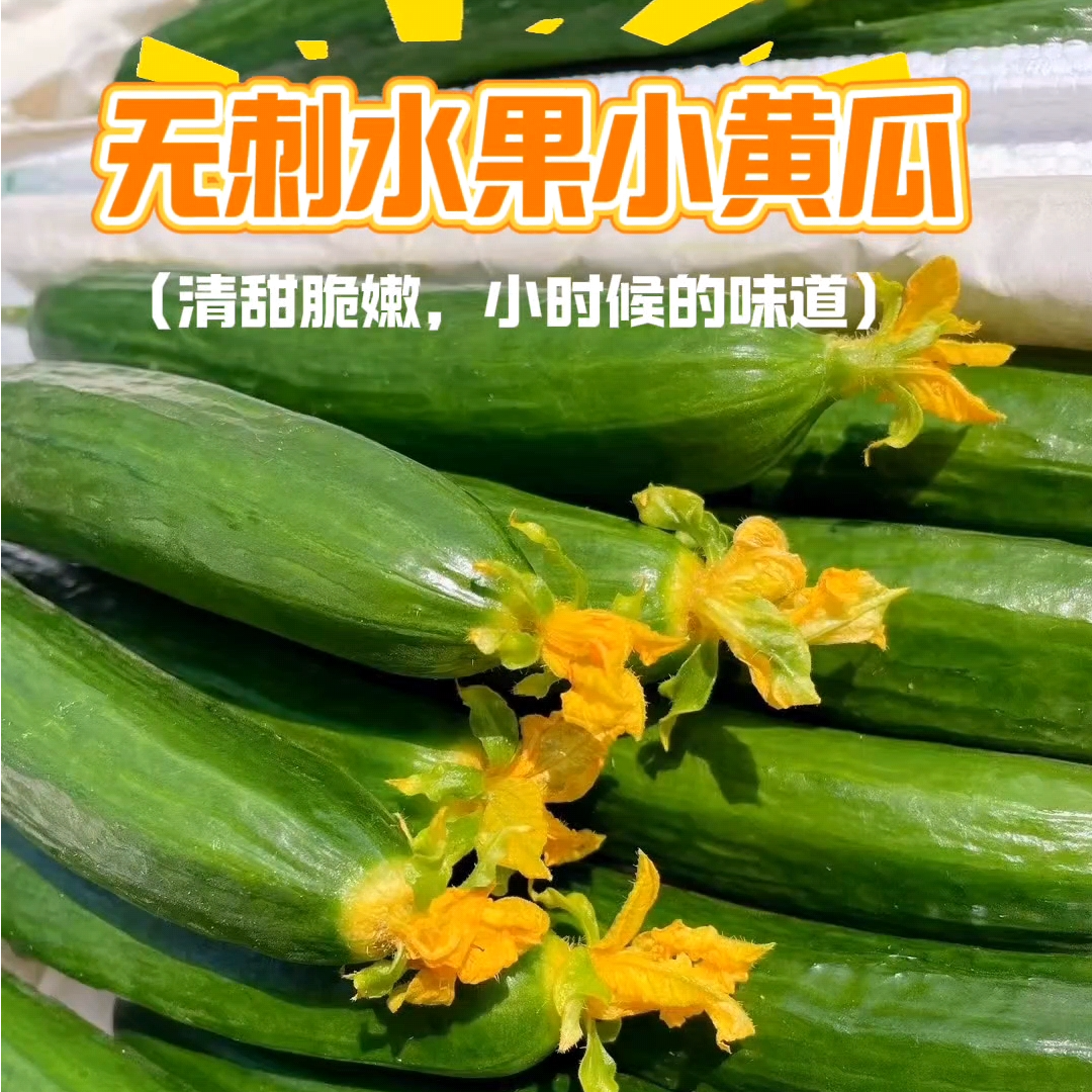 水果小黄瓜现摘现发即食新鲜清脆爽口