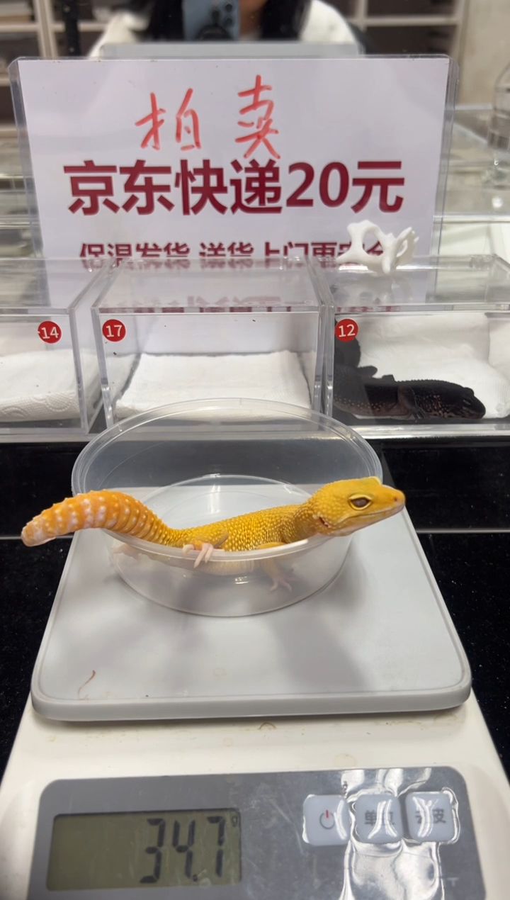 豹纹守宫00000000