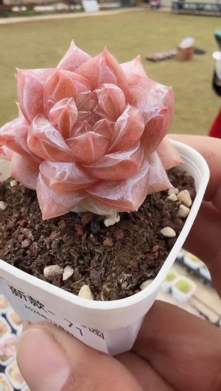 东云多肉园新款-71