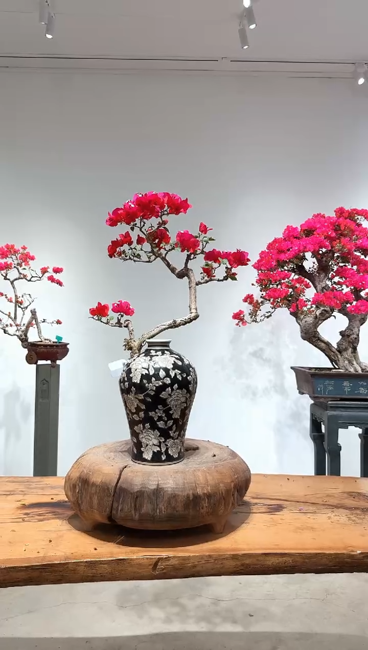 完全开放追*昔三角梅三角梅