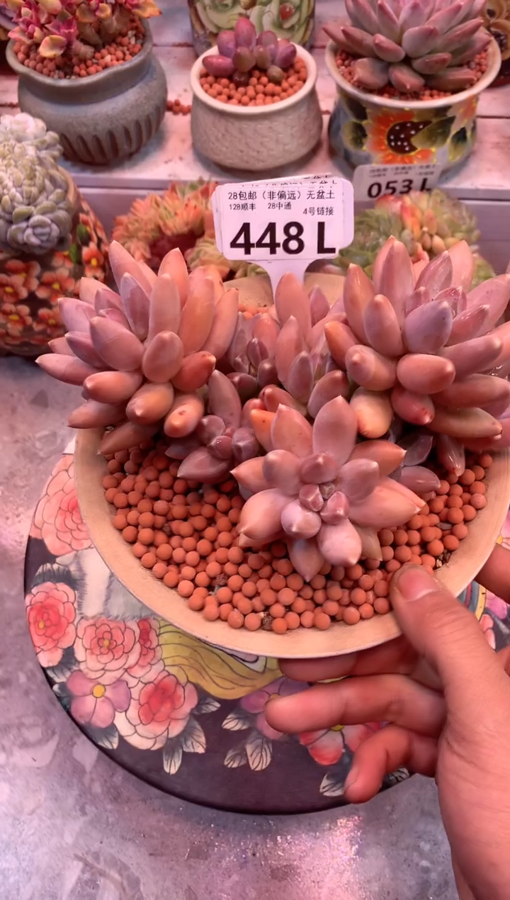 京美人448L（一物一拍，精品多肉，所见即所得 ）